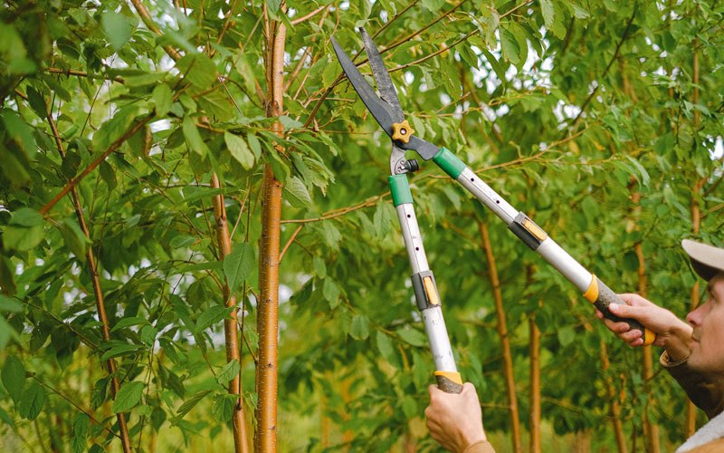Tree trimming in Creswell, OR